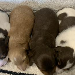 Dachshund Puppies from Long Little Dog Ranch