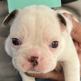 Boston Terriers from Joey's Family Texas Bostons