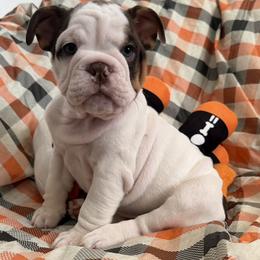 Bella girl - Red and white female Bulldog puppy in Granada Hills, California from Bliss Bulldogs
