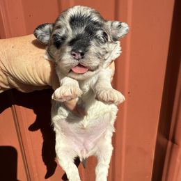 Abira - Merle female Maltipoo puppy in Lebanon, Kentucky from Mosaic Merle Doodles