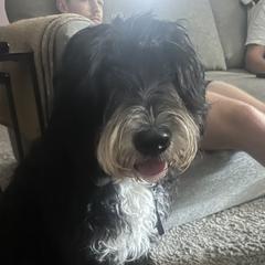 Aniha - Barbado da Terceira