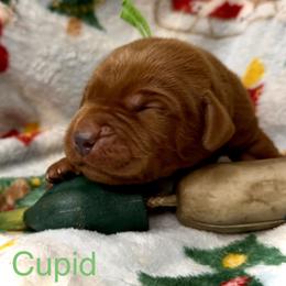 Cupid - Yellow male Labrador Retriever puppy in Grants Pass, Oregon from KnR Antler Dogs