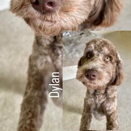 Dylan - Goldendoodle
