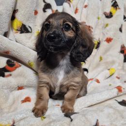 Ruby - Red female Dachshund puppy in Aiken, South Carolina from Paragon Puppies