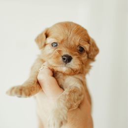 Girl 1 - Red female Cavapoo puppy in Moses Lake, Washington from The Cav Family