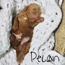 Pecan - Red  male Goldendoodle puppy in Casa Grande, Arizona from AzDoodle Dandies