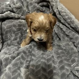 Maltipoo Puppies from Christy Mashore