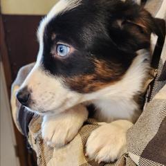 Kristoff - Black male Working Dog Cross puppy in Nevada, Missouri from Briarwood Collies