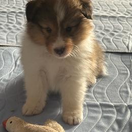 Buck - White and sable male Shetland Sheepdog puppy in Hickman/Modesto, California from Rosewick Kennels