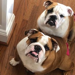 Bulldogs from Jazz Town Bulldogs