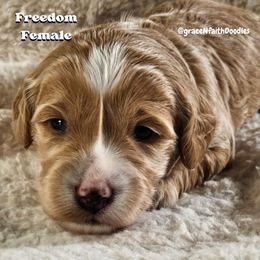Freedom - Red  female Goldendoodle puppy in Peytno, Colorado from Grace N Faith Doodles