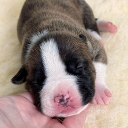 American Staffordshire Terrier Puppies from Alpenglow Amstaffs
