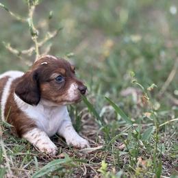 Dachshund Puppies from Jennifer Chadwell