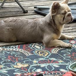 Pumkin - Liver female French Bulldog puppy in Greensboro, North Carolina from Cocoskennel