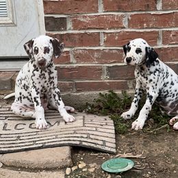 Dalmatian Puppies from Louisiana Roux Dalmatians
