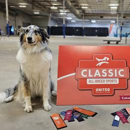 Scottish Collies from Urquhart Collies