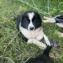 Attila - White and black male Karakachan puppy in Hogansville, Georgia from Goshen Highlands