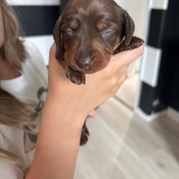 Roxy - Chocolate and tan female Dachshund puppy in Tomball, Texas from Gutierrez House of Doxies