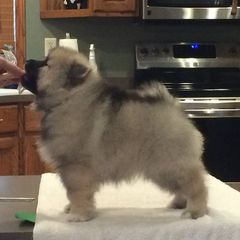 "GCH Dealer X GCH Betty, UD, RAE green boy "Chex"" Cardigan Welsh Corgi, Keeshond, and Rottweiler Puppies from KeeRocka Show Dogs