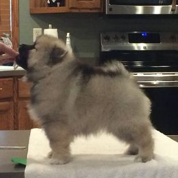 "GCH Dealer X GCH Betty, UD, RAE green boy "Chex"" Cardigan Welsh Corgi, Keeshond, and Rottweiler Puppies from KeeRocka Show Dogs