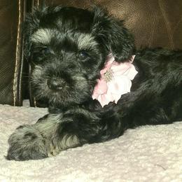 Annika - Black and silver female Miniature Schnauzer puppy in Graham, Washington from Kristy's French Bulldogs & Mini Schnauzers