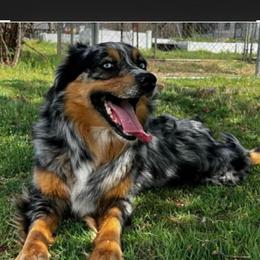 Phoebe - Australian Shepherd