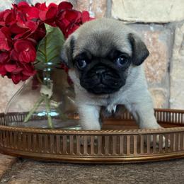 Pink collar - Fawn female Pug puppy in Tucson, Arizona from Furever Friends