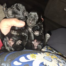 Boy 1 - Black male Schnoodle puppy in New Cambria, Kansas from Shrivers' Sweethearts