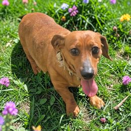 Rose - Dachshund