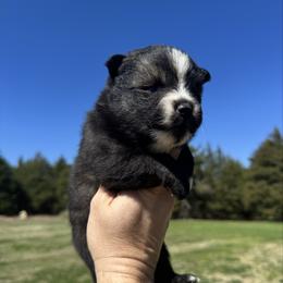 Sporty Spice - Black and white female Pomsky puppy in Gunter, Texas from The Painted Pomsky