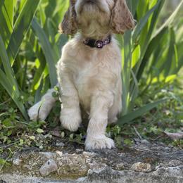 Cocker Spaniel Puppies from Brooks House Cocker Spaniels