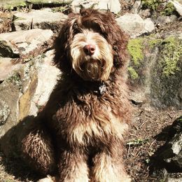 Australian Labradoodles from Happy Labradoodle