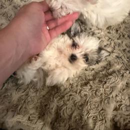 Suzie-Q - Black & tan tri-color female Morkie puppy in Winston Salem, North Carolina from Patty’s Paws