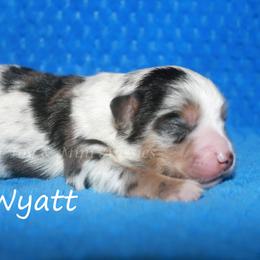 Wyatt - Blue merle male Miniature American Shepherd puppy in Godley, Texas from Flying H Toy and Mini Aussies