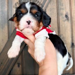 Hermes - Tri-color male Cavalier King Charles Spaniel puppy in Spring Hill, Florida from Parisian Puppies