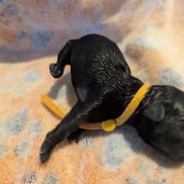 Bella - Black female Shih Tzu puppy in Claxton, Georgia from Small Pawz Shih tzu