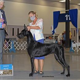Great Danes from EverAfter Danes