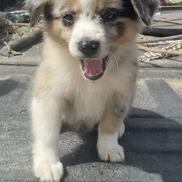 Australian Cattle Dog, Australian Shepherd, Companion Cross, and Miniature Australian Shepherd Puppies from MK Aussies