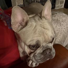 Brucey - French Bulldog