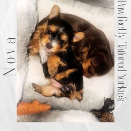 Nova. - Black and tan female Yorkshire Terrier puppy in Winston Salem, North Carolina from Pawfectly Tailored Yorkie's