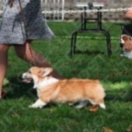 Mavis - Pembroke Welsh Corgi