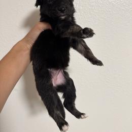 Australian Shepherd and Miniature American Shepherd Puppies from Autumn Fall Aussies