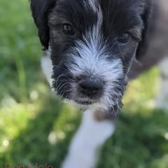 Saint Berdoodle Puppies from Dustdevil Doodles