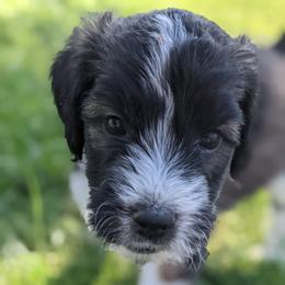 Saint Berdoodle Puppies from Dustdevil Doodles