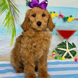 Gracie's Purple Girl - Red  female Goldendoodle puppy in Kountze, Texas from Texas Doodles LLC