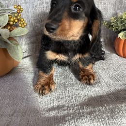 Charlie Boy - Black and tan male Dachshund puppy in Temecula, California from Naomi Magee's Dachshund Kennel