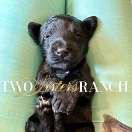 Toto - female Newfypoo puppy in Jackson, Missouri from Two Sisters Ranch, LLC