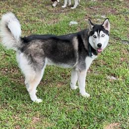 Tymber Amenadiel - Black and white male Siberian Husky puppy in Ocala, Florida from Clover's Legacy Siberians