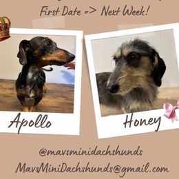 Dachshund puppies from Mavericks Mini Dachshunds