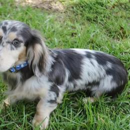 Gryphon - Dachshund